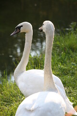 swans on the river