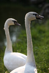 white swan on the river