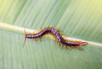 animals. Able to bite and release poison to enemies, it climbs on the leaves. Light fair.
