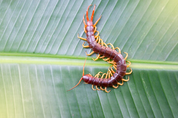 Centipedes are poisonous animals. Able to bite and release poison to enemies, it climbs on the leaves. Light fair.