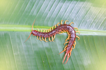 animals. Able to bite and release poison to enemies, it climbs on the leaves. Light fair.