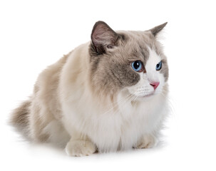 ragdoll cat in studio