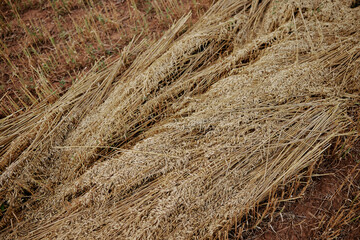 field nature cultivation rye landscape countryside organic