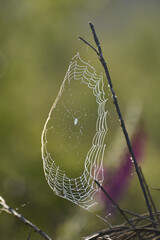Spinnennetz mit Tautropfen