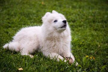 A fluffy white puppy of the Samoyed breed lies on the grass and looks up.