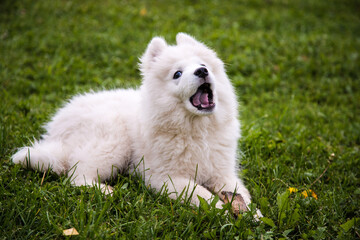 A fluffy white puppy of the Samoyed breed lies on the grass and yawns.