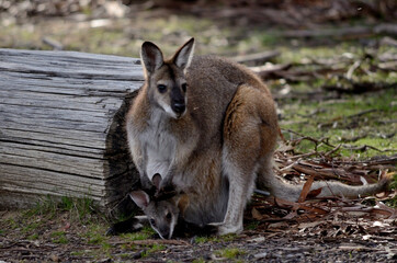 kangaroo in the zoo