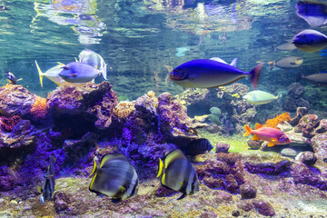 Fototapeta na wymiar A beautiful view of the Genoa aquarium