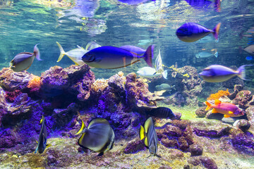 Fototapeta na wymiar A beautiful view of the Genoa aquarium