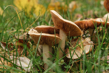 Mehrere Pilze wachesen auf einer Wiese im Gras im Herbst