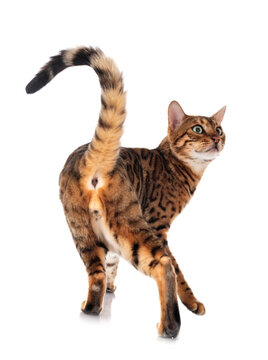 birman cat in studio