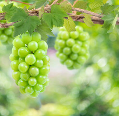 Bunch of Sweet grape on a branch over green natural garden Blur background, Shine Muscat Grape with leaves in blur background.