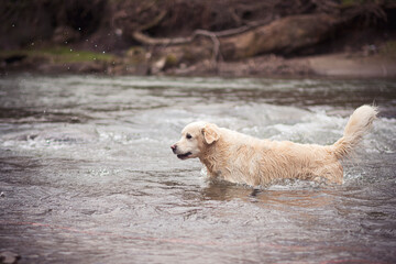 Fototapeta na wymiar Wet dog playing in a river. Purebred Golden Retriever running in a mountain stream. Fast water, cold spring day. Selective focus on the pet, blurred background.