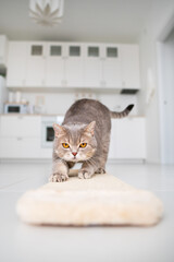Scottish cat using scratching post