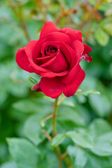 red rose in garden