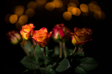 red roses on black background