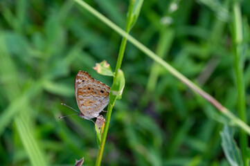 butterfly on grass