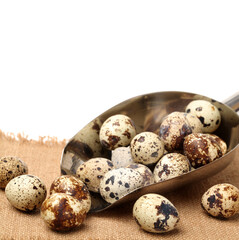 Obraz premium quail eggs on wooden background