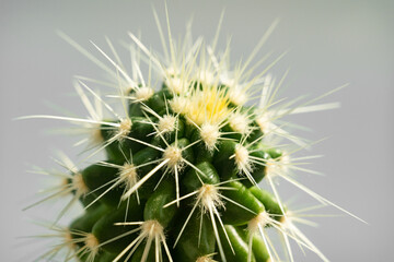 top view. a small potted cactus on a gray background. houseplants.