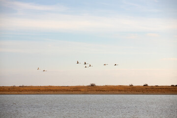 White swans are flying over the sea.