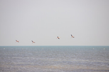 Pink flamingos are flying over the sea.