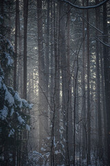 Naklejka premium Sunlight in a foggy forest, Neris Regional Park, Lithuania. Tall pine tree trunks illuminated by the sunrise. Selective focus on the texture, blurred background.
