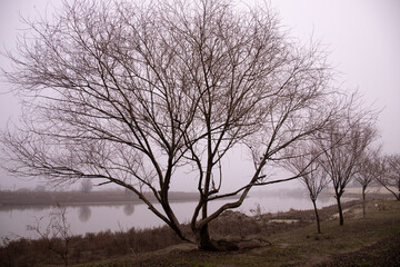 The Kura river in the fog. The city of Neftechala. Azerbaijan.