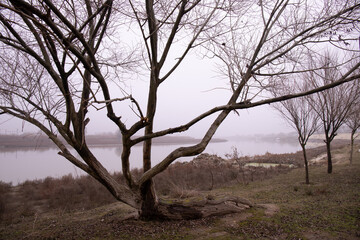 The Kura river in the fog. The city of Neftechala. Azerbaijan.
