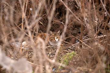 Wild cat hunts in dry reeds.