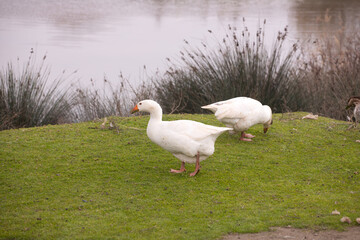 White geese are sitting on an island.