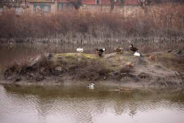White geese are sitting on an island.