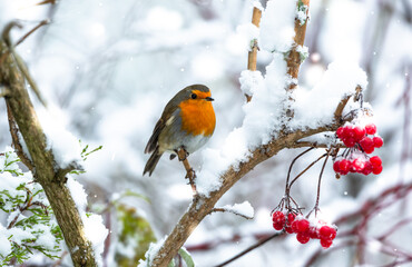 Robin Redbreast in November when Storm Arwen hit the UK.  Facing right on a snow covered tree...