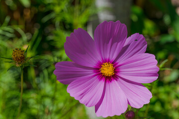 Obraz premium pink cosmos flower