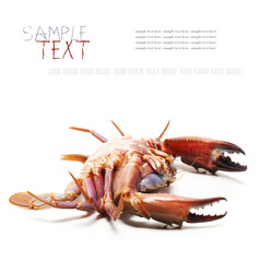 Blue swimmer crab on white background