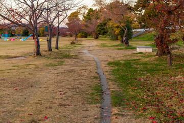 秋の公園の散歩道