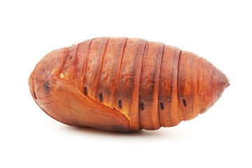 chrysalis silkworm ,silk worm cocoon on white background 