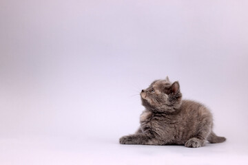 Cute little kitten lying on light grey background. Space for text