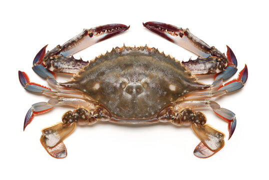 Blue swimmer crab on white background
