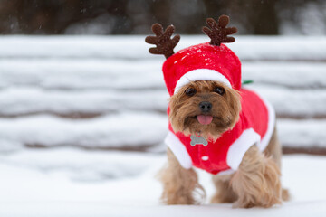 Yorkshire terrier dog in Santa costume on a snow-covered park bench