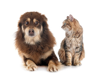 Obraz premium Finnish Lapphund and cat