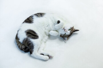 白いカーペットの上で甘えてお腹を見せる猫