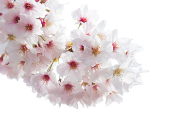 白背景の桜のクローズアップ