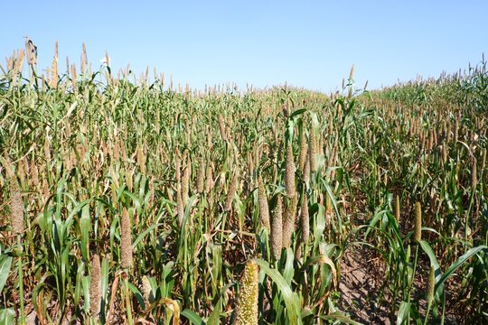 Fields of pearl millets,bajra or bajri on natural light background