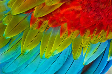 Obraz premium feathers