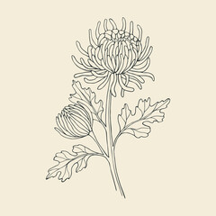 Hand drawn line art chrysanthemum illustration - obrazy, fototapety, plakaty
