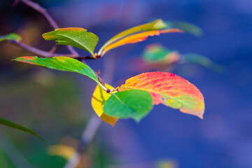 autumn leaves on a sky
