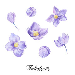 Thalictrum