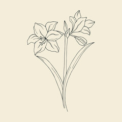 Hand drawn amaryllis flower illustration - obrazy, fototapety, plakaty