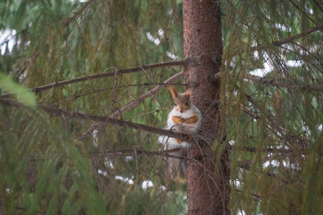 Blurred squirrel with winter fur on a tree in the forest. Selective focus, nature