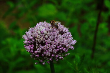 Close up of blooming scallion flower also known as green onions or spring onions